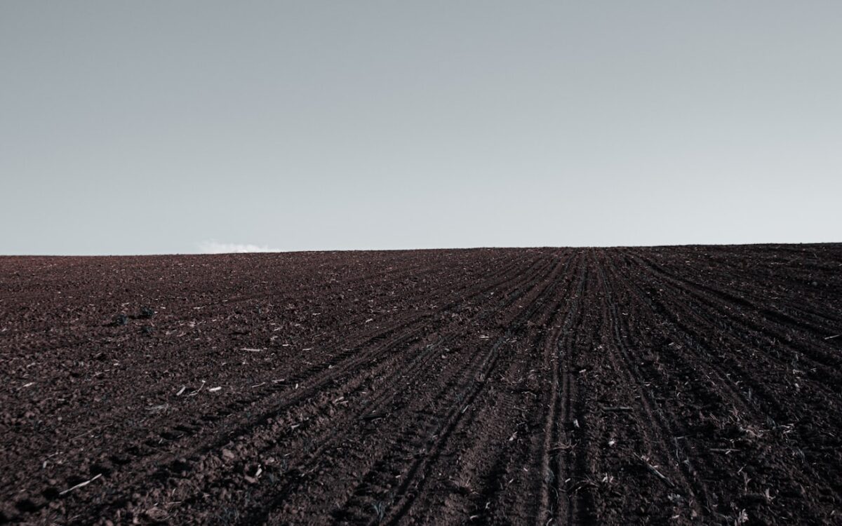 a large field with a single tree in the middle of it