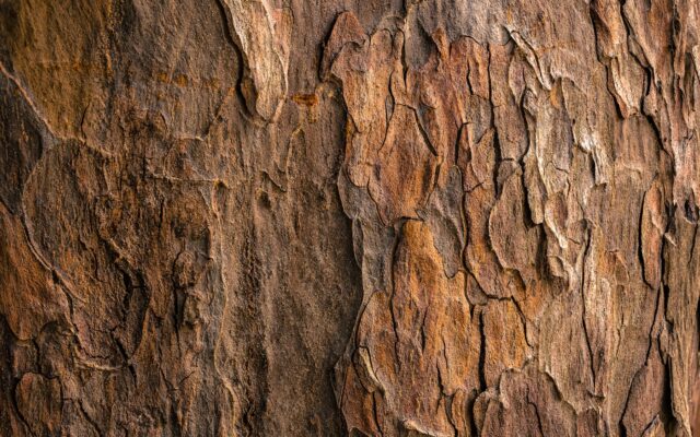brown tree bark in closeup photography