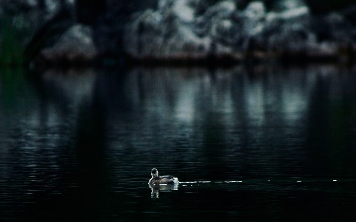 A bird floating on top of a body of water