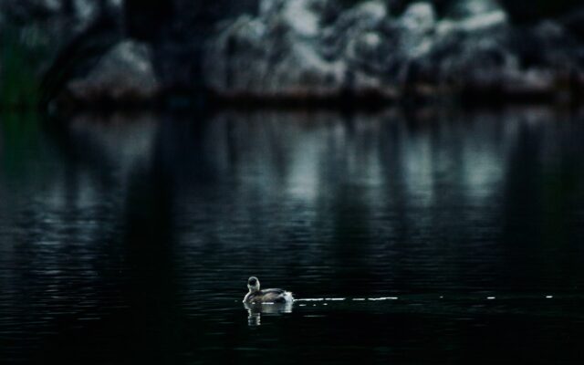 A bird floating on top of a body of water