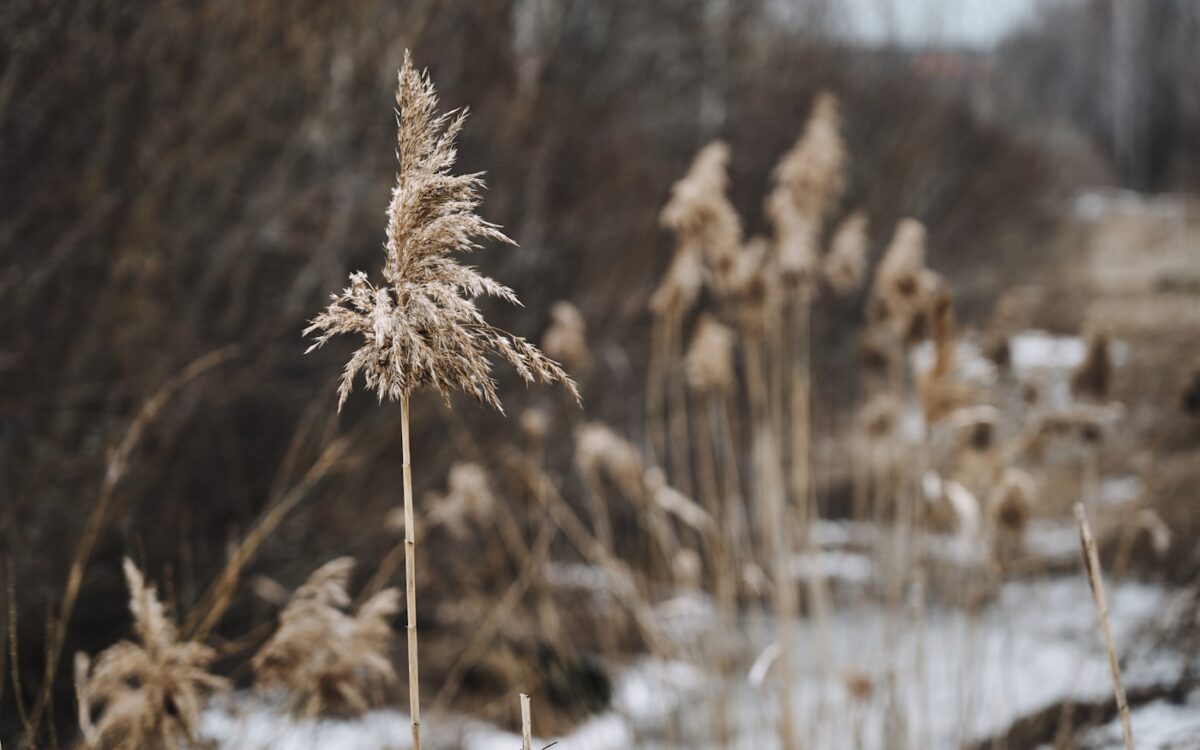 Dry reeds in a winter landscape
