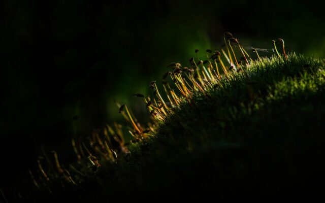 A blurry photo of a bird on a grassy hill