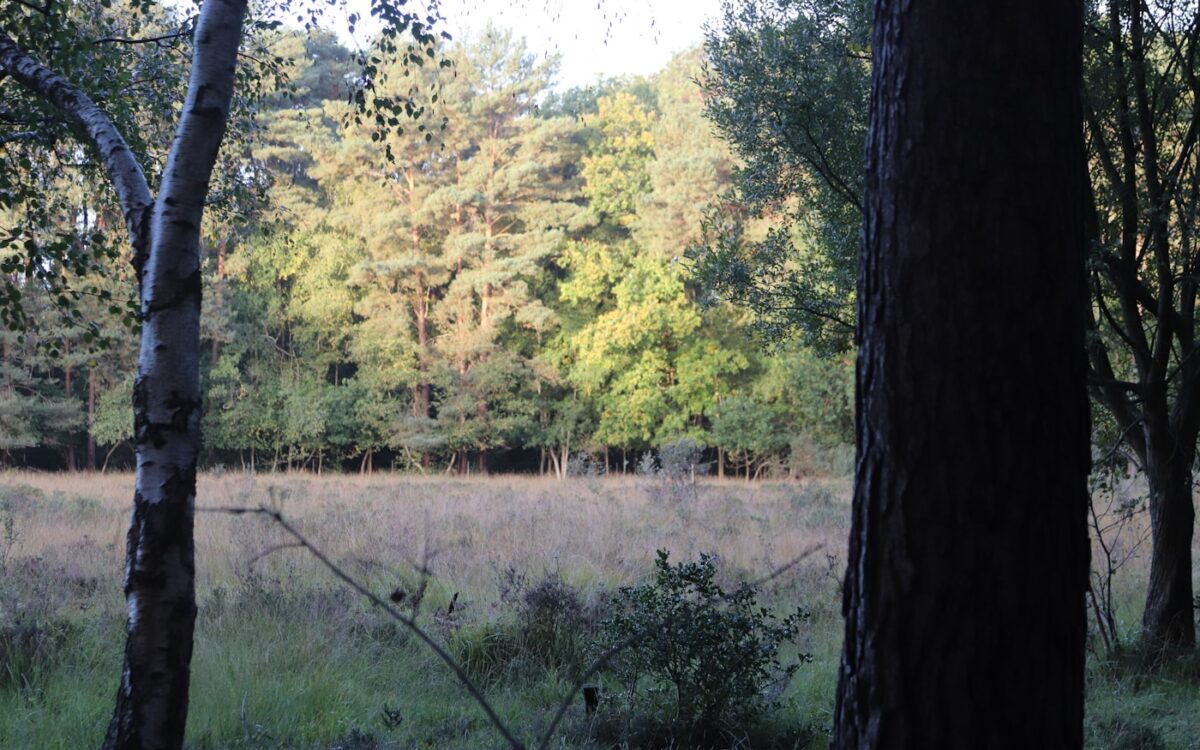 Sunlit trees at the edge of a grassy field