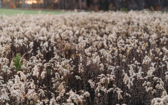 a field of cotton