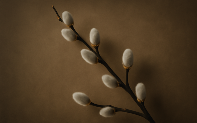 willow branch dawn