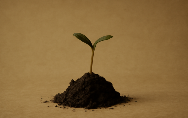 sprout dark soil
