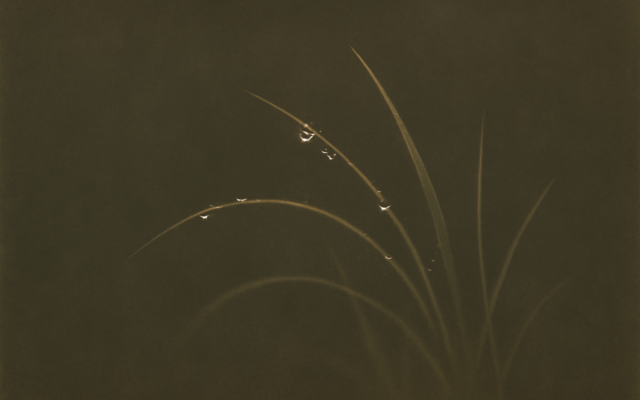 dew grass morning