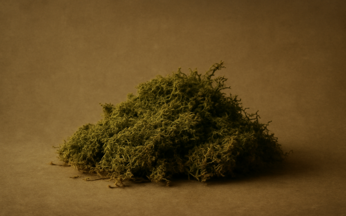 forest floor moss
