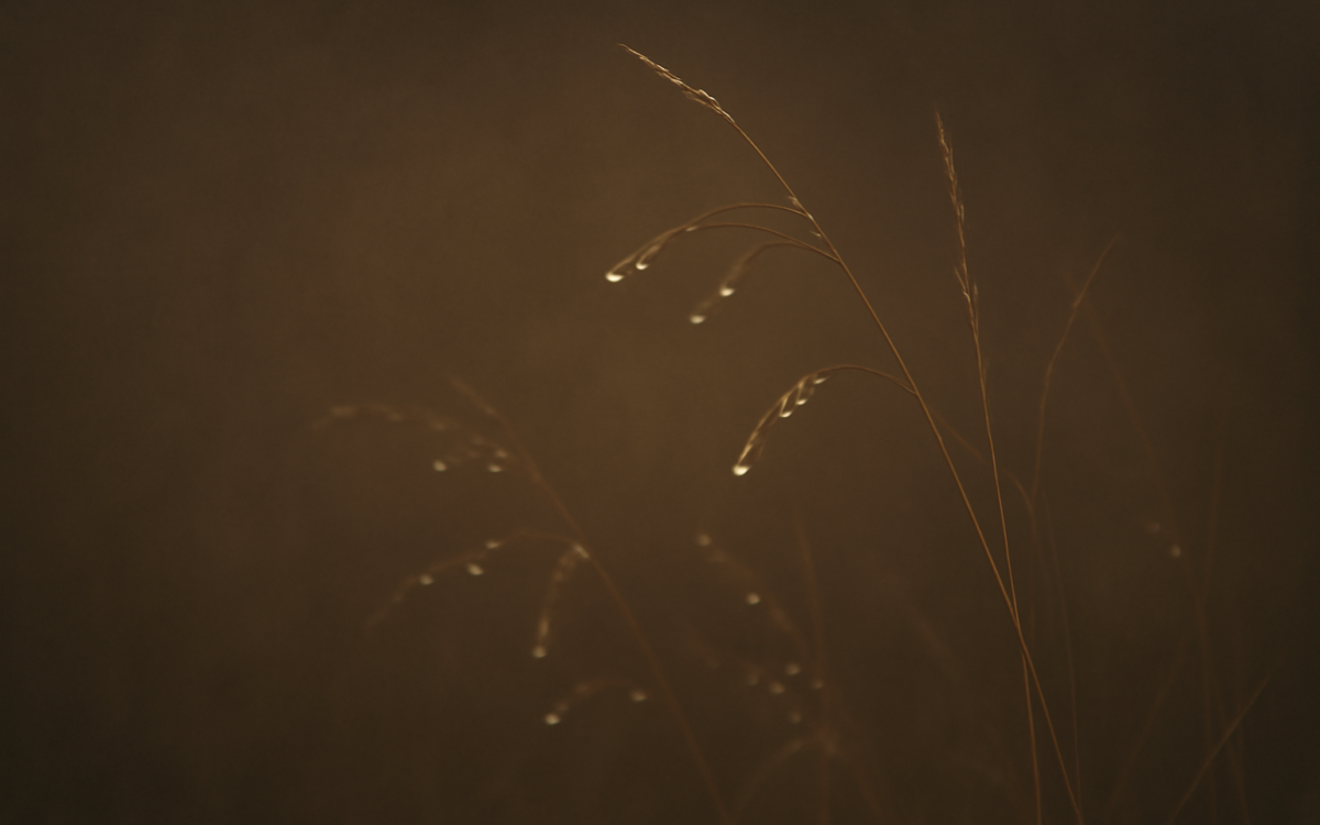 dew grass morning