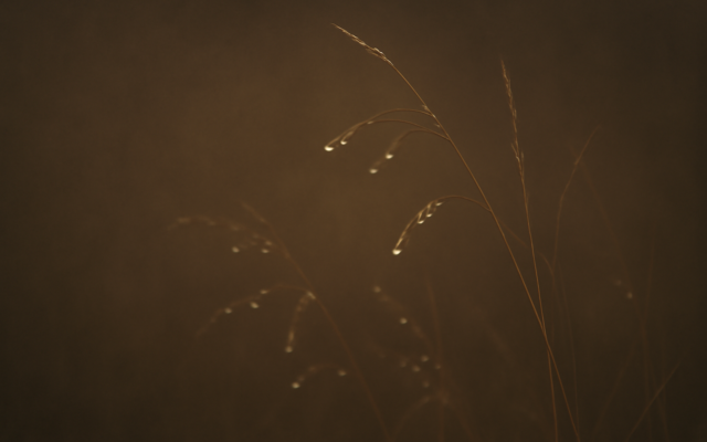 dew grass morning