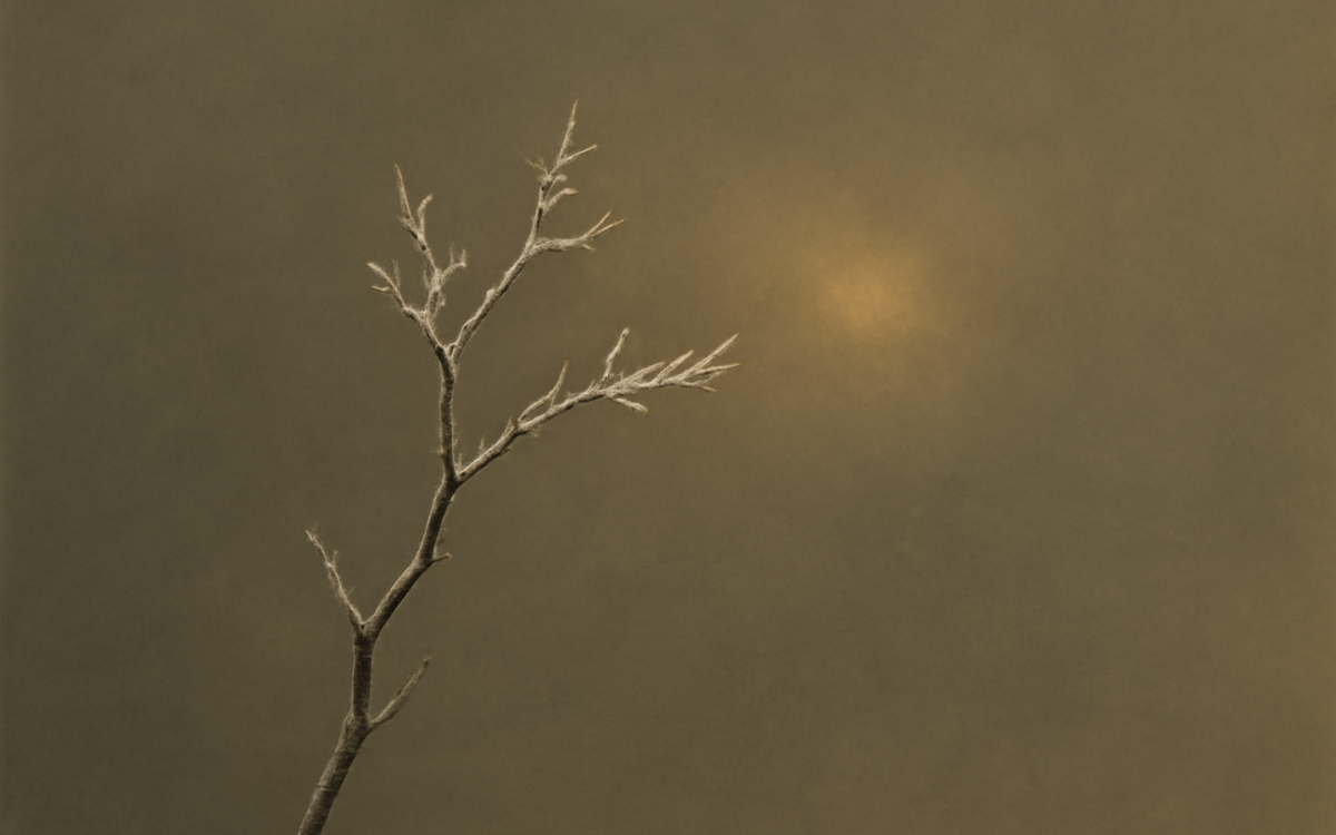 frosted branch morning