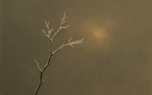 frosted branch morning