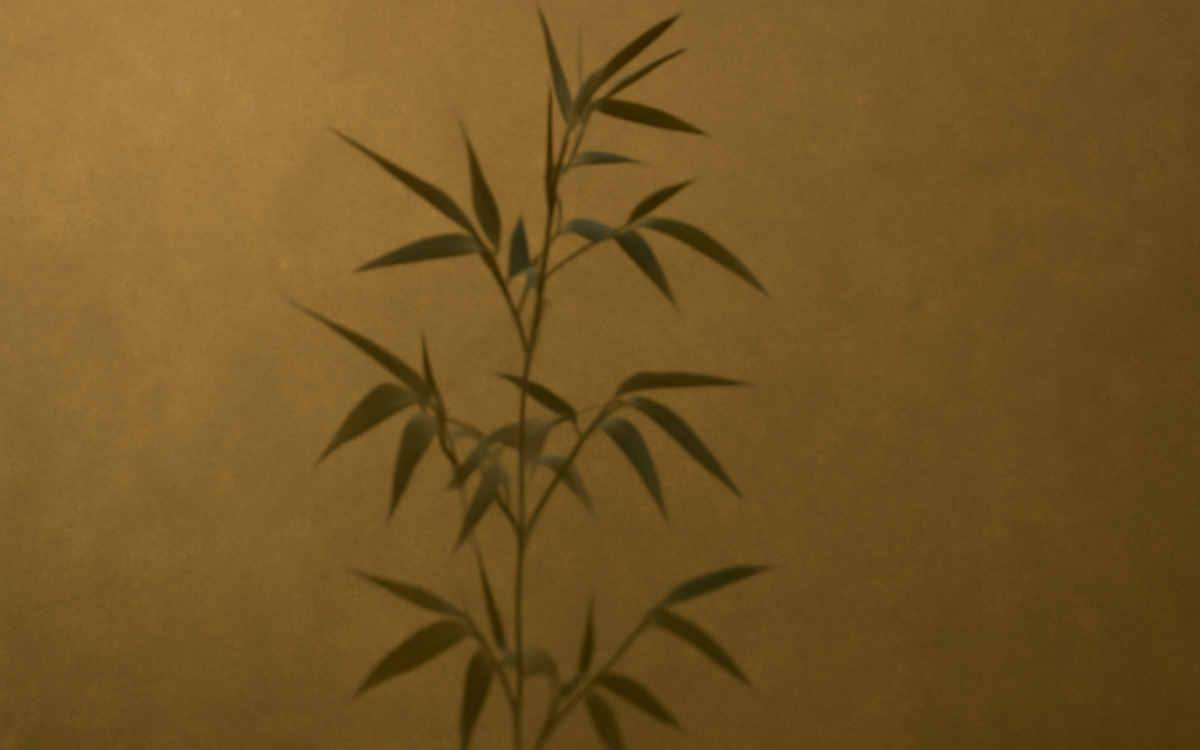 green bamboo shadow matte