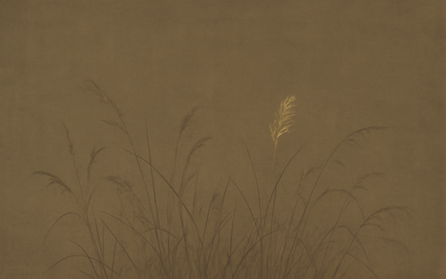 dry grass field muted