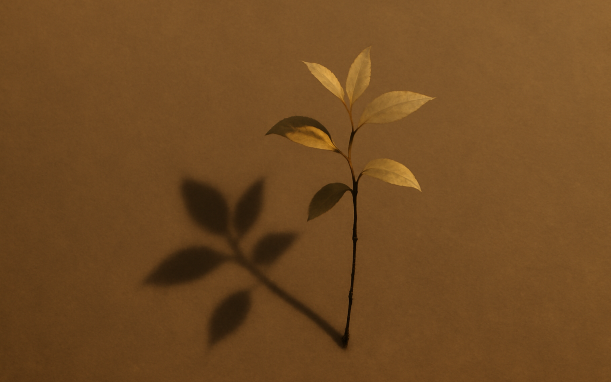 young sapling shadow matte
