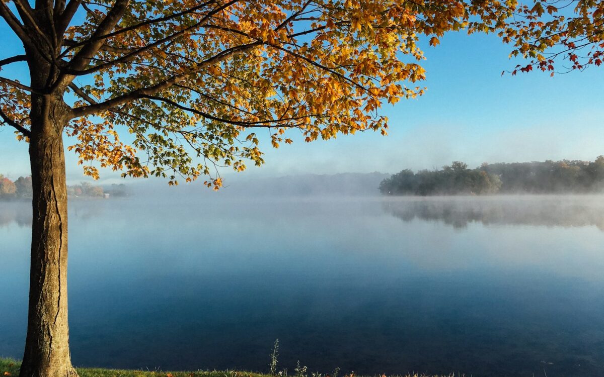 brown leaf tree facing the lake