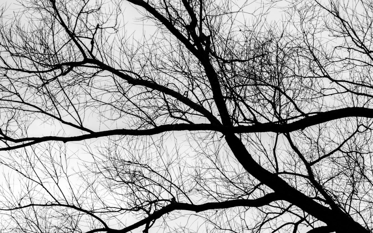 a black and white photo of trees without leaves