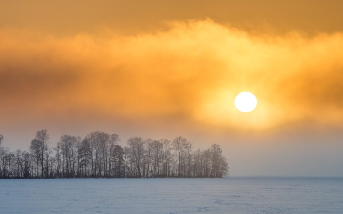 snow covered trees during sunset