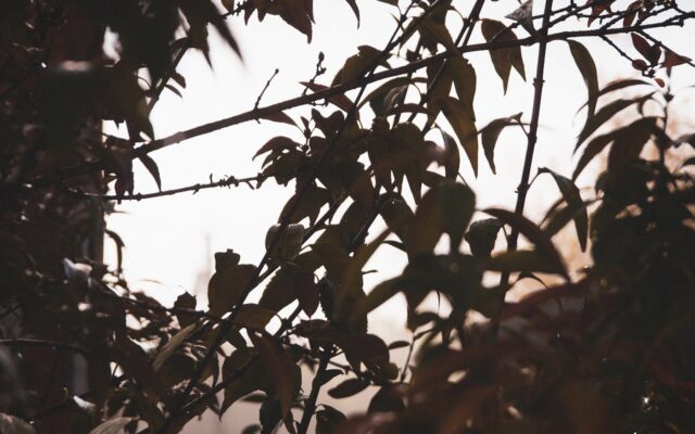 A blurry photo of a tree with leaves