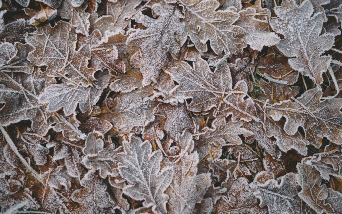 closeup photo of green leaves