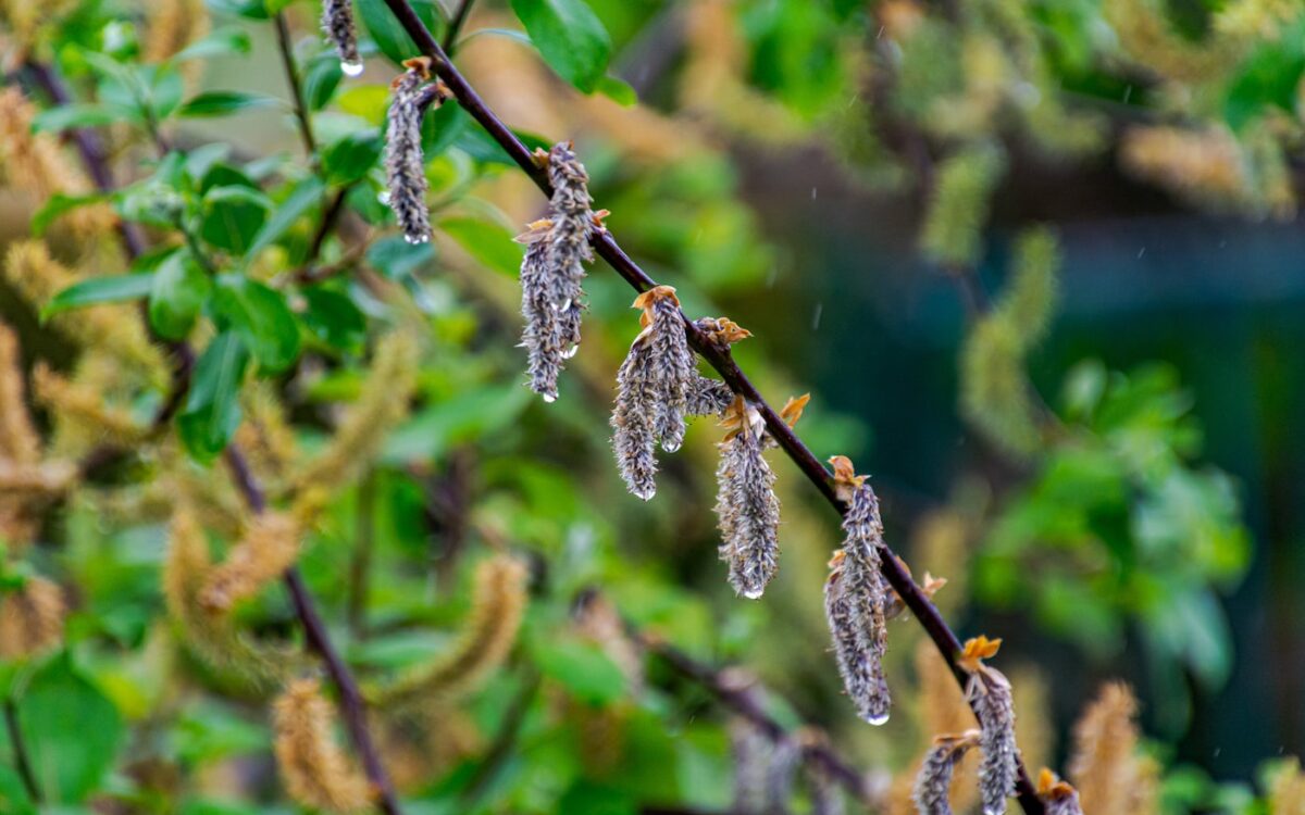 Close-up of wet catkins on a branch.
