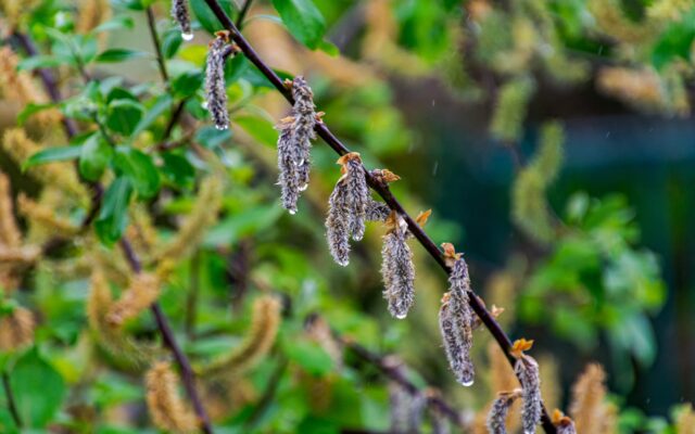 Close-up of wet catkins on a branch.