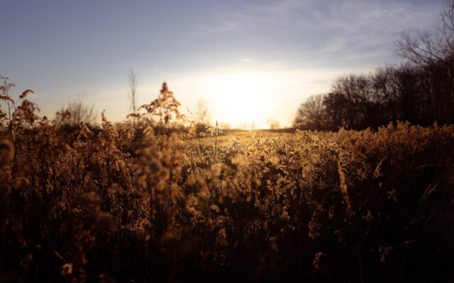Golden field of tall grass at sunset