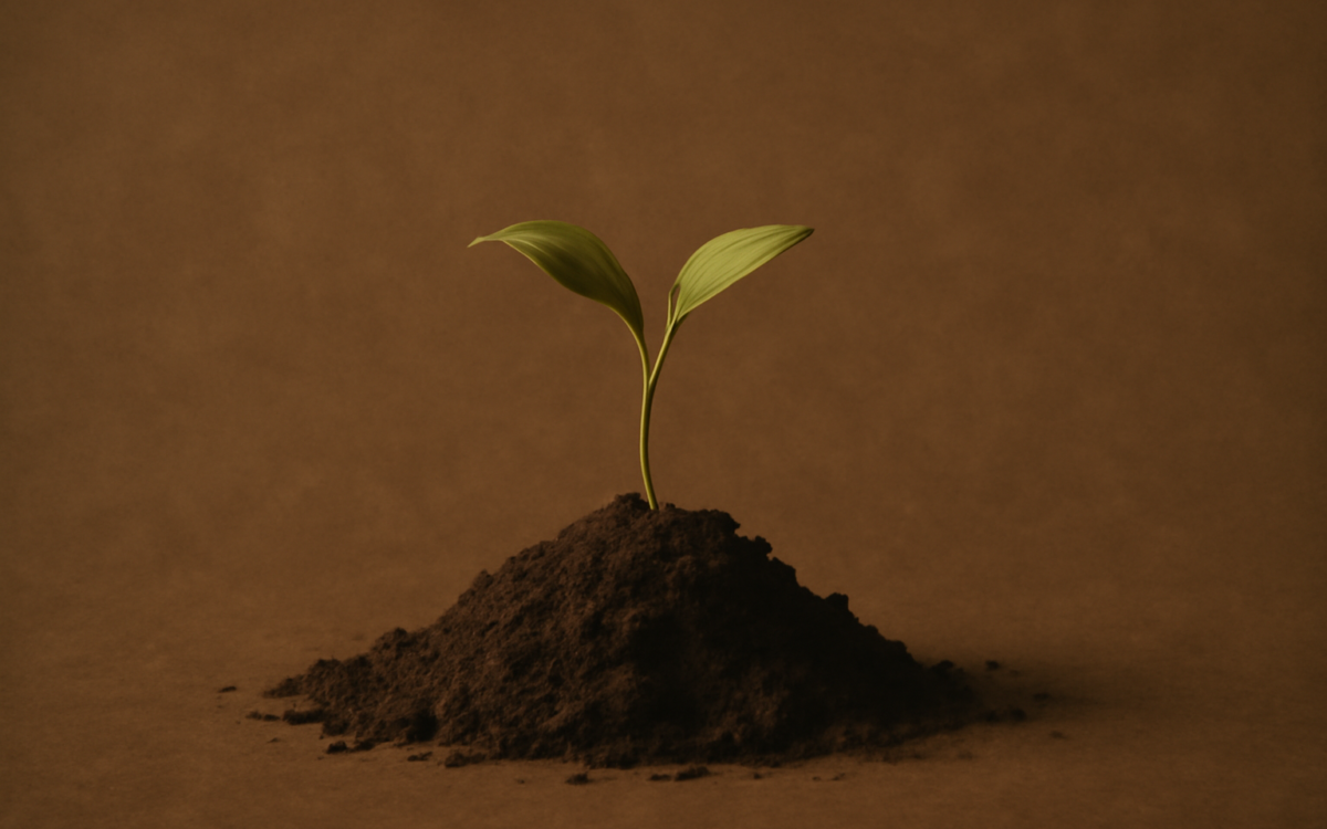 garden soil sprout
