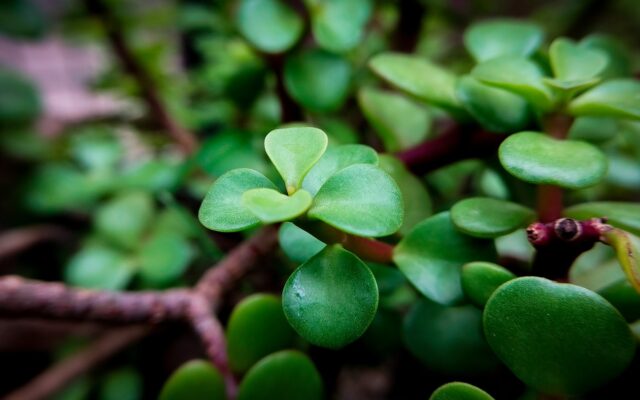 a close up of a plant