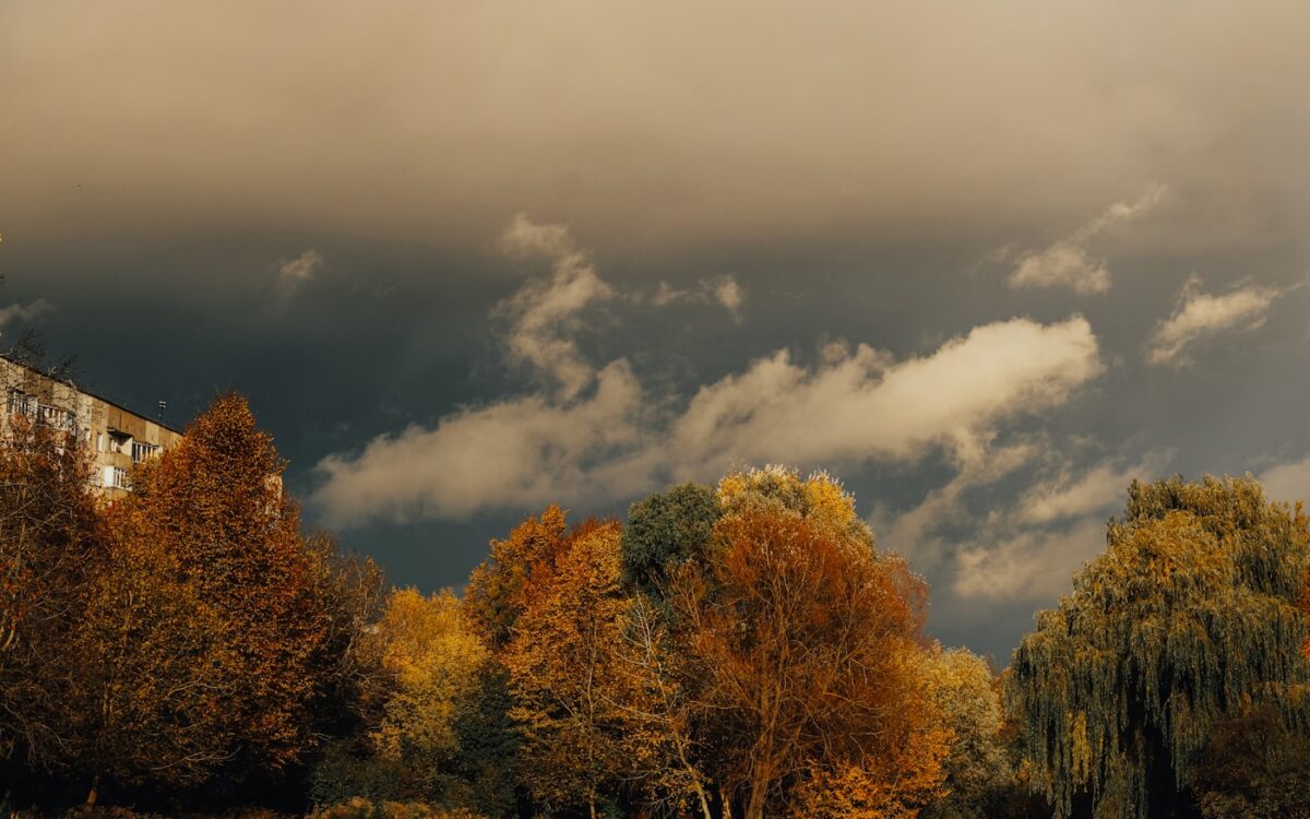 A field with trees and clouds in the background
