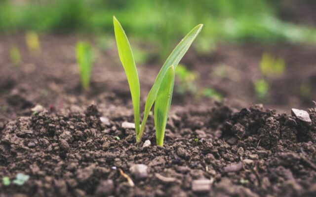 green plant sprouting at daytime