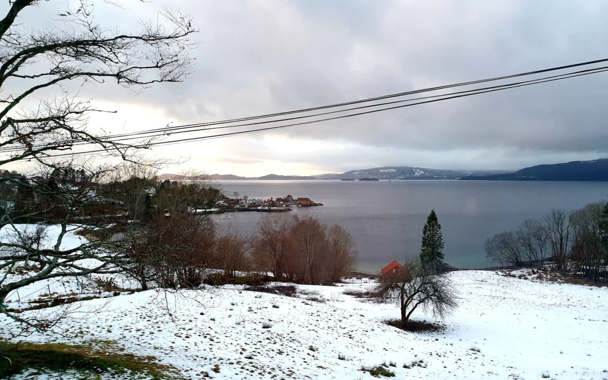 green leafed trees near body of water under gray clouds