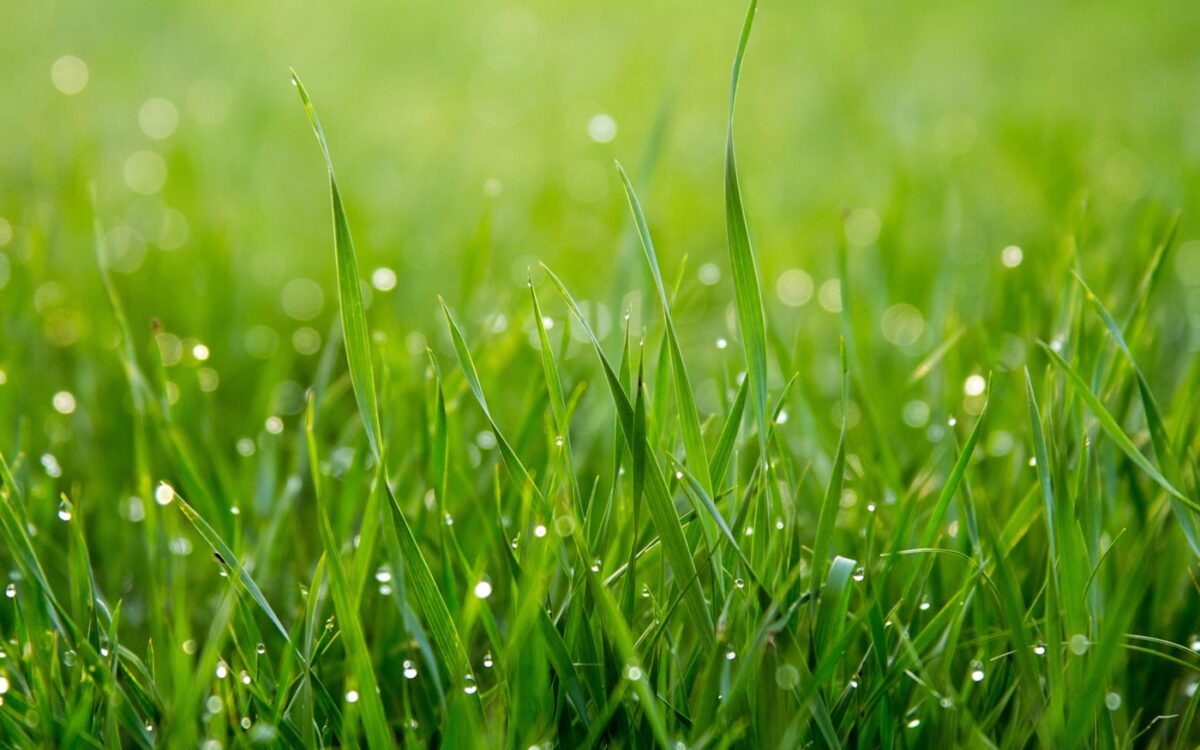 close photo of green grass