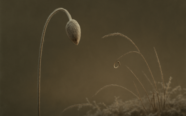 frost dew dawn