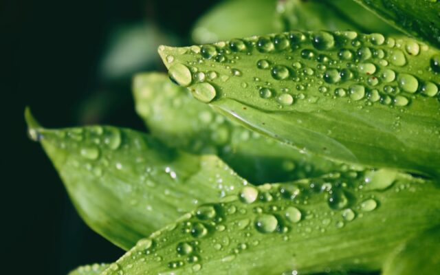 macro shot of droplets on leaves