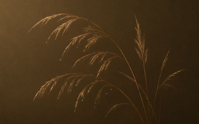 dew dry grass