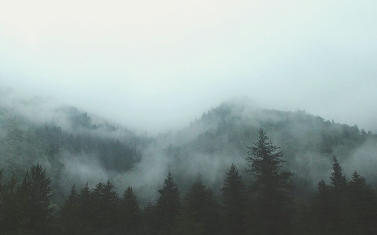 gray forest with fog