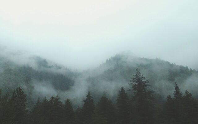 gray forest with fog