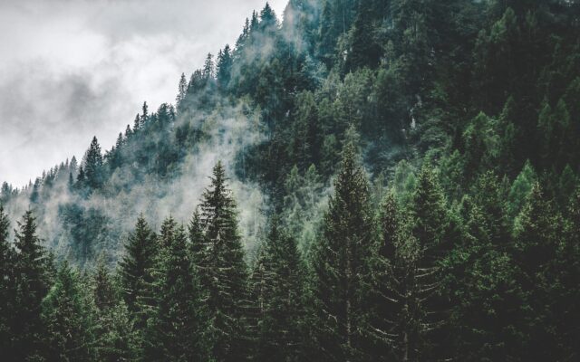 green trees under white cloudy sky