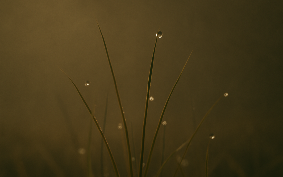 dew grass morning