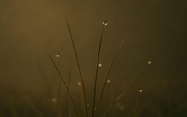dew grass morning