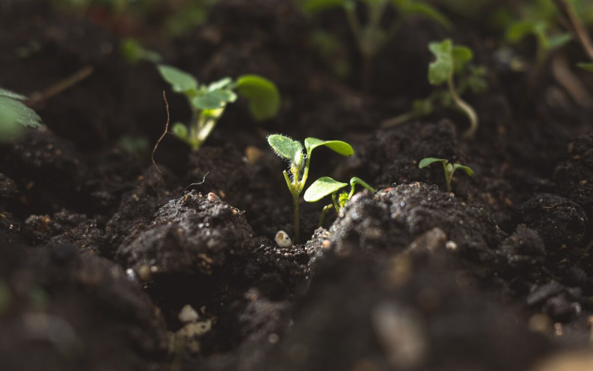 a close up of small plants growing in dirt