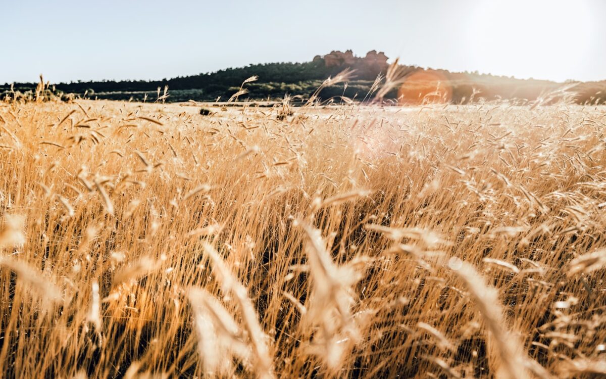 Golden wheat field under bright sunlight with distant hills.