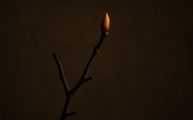 bare tree bud dark