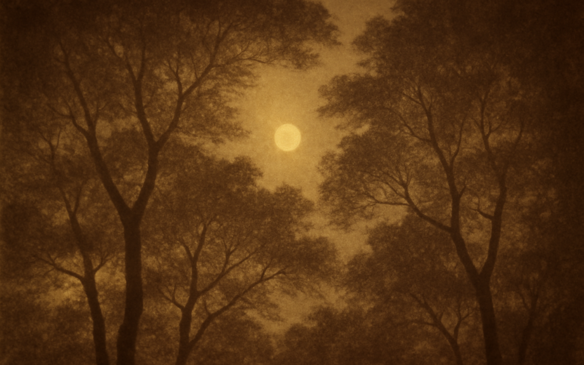 sunlit forest canopy
