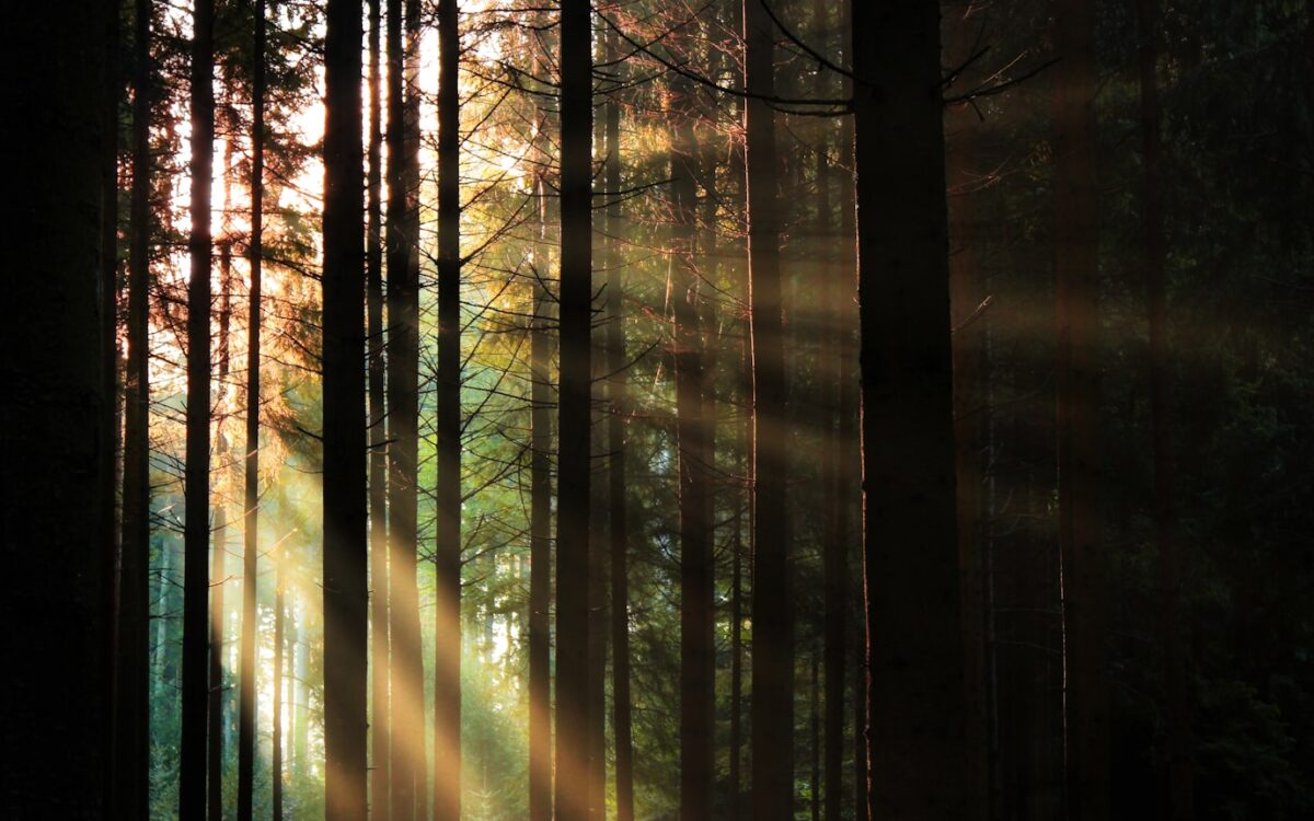 green trees in forest during daytime