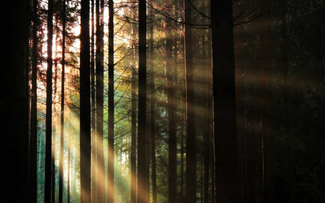 green trees in forest during daytime