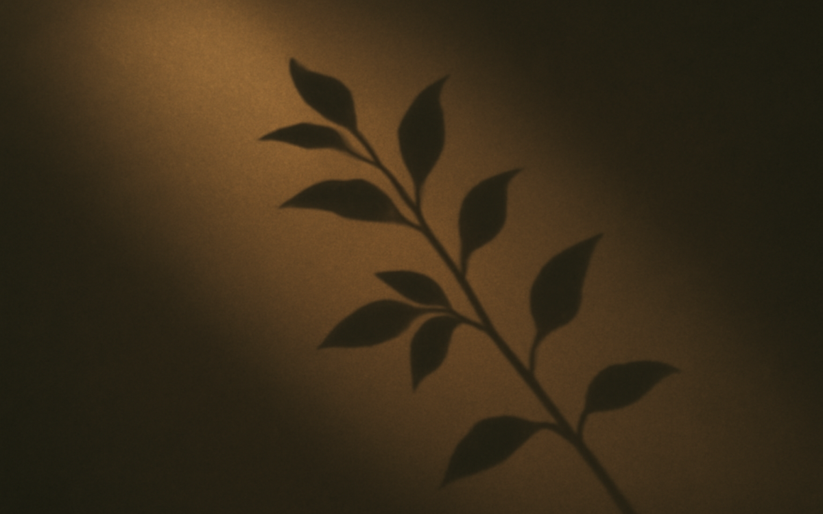 sunlit branch shadow
