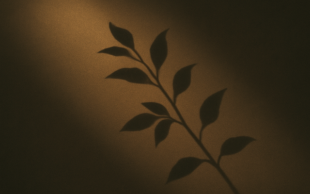 sunlit branch shadow