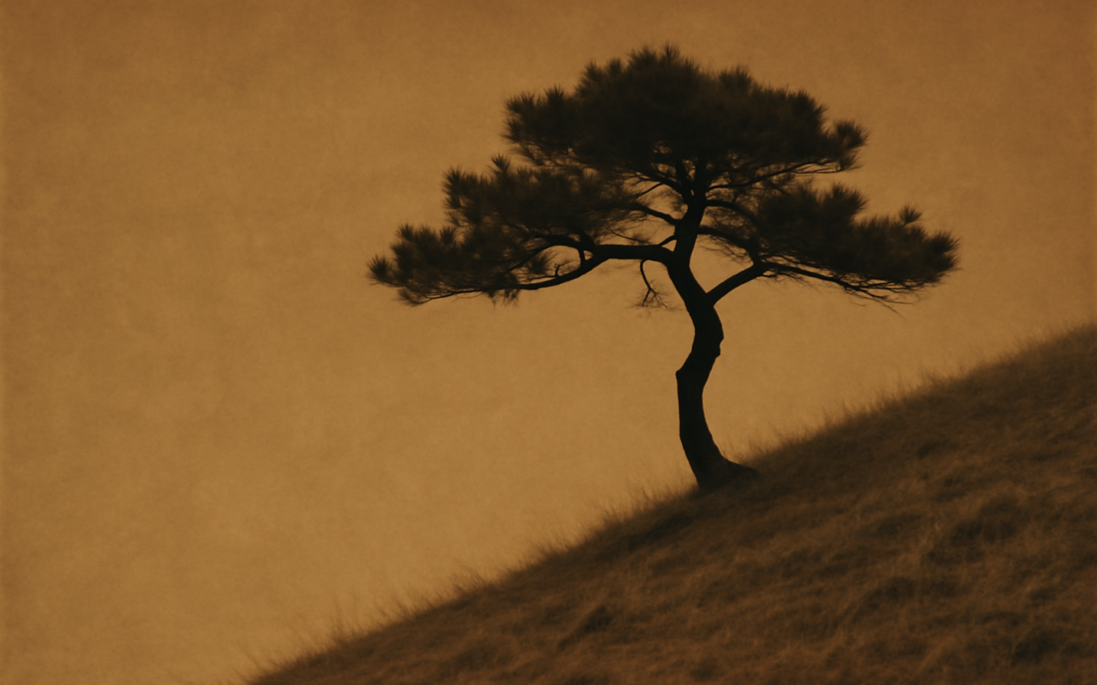 dry hillside pine